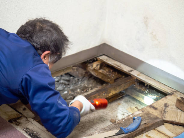Best Home Mold Removal  in Cottonwood, AZ