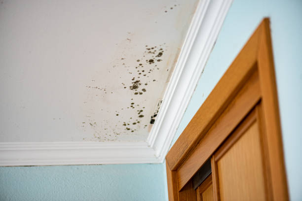 Best Attic Mold Removal  in Cottonwood, AZ