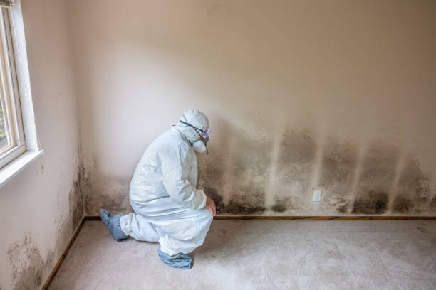 Crawl Space Mold Removal in Cottonwood, AZ