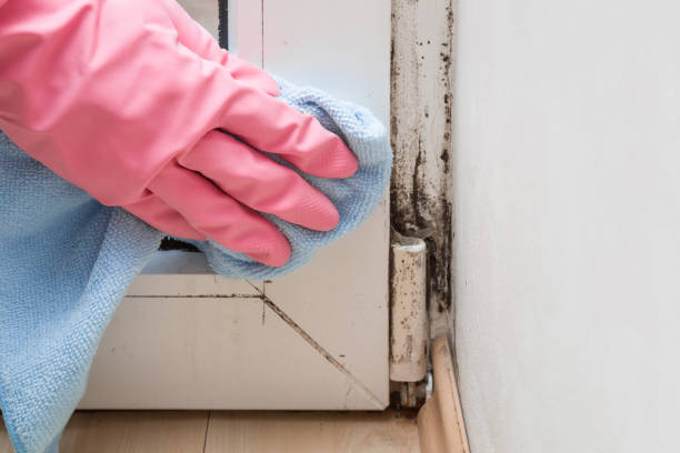 Best Toxic Mold Removal  in Cottonwood, AZ