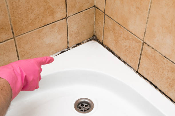 Best Mold Remediation Services  in Cottonwood, AZ